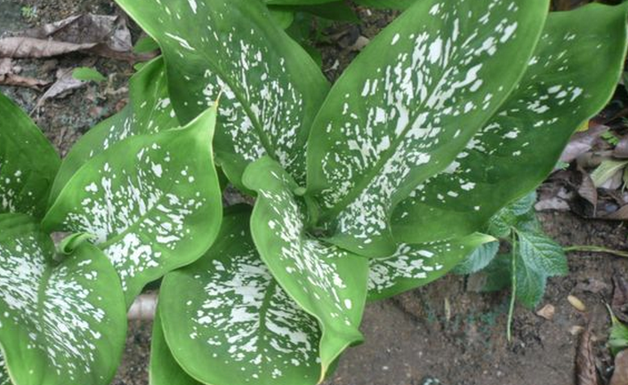 花叶万年青 花叶万年青