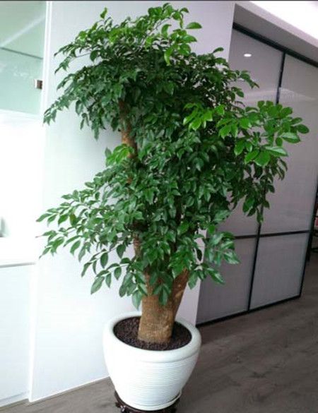富贵树植株 富贵树植株