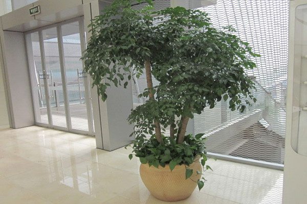 富贵树枝干下垂怎么办 富贵树枝干下垂怎么办