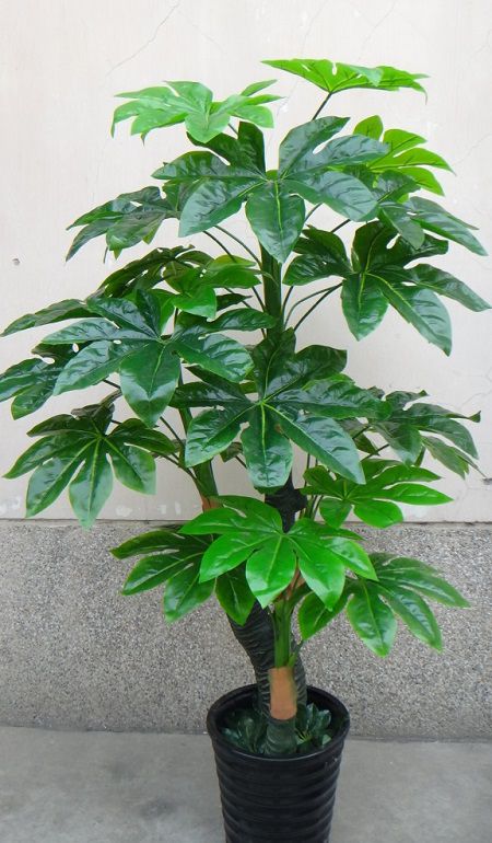 富贵树 富贵树