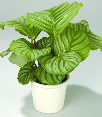 苹果茱萸.jpg